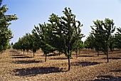 Almond Plantation