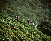 Weinlese in Hügeln des Douro-Tals, Quinta do Crasto, Portugal