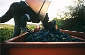 Tub carrier unloading red wine grapes, Moux, Corbieres