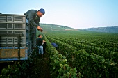 Bringing in the grapes at Romanee Conti, Burgundy, France