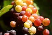 Veraison of Carignan grapes, Languedoc, France