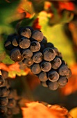 Pinot Noir grapes on the vine, Romanee Conti, Burgundy