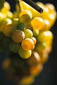 Gewürztraminer-Traube im Elsass, Frankreich