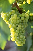 Chardonnay grapes on the vine, Burgundy, France
