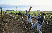 Erecting wooden stakes in vineyard, Aconcaqua Valley, Chile