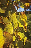 White wine grapes on the vine in South Tyrol, Italy