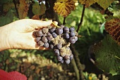 Rot on Burgundy grapes, vintage in Hagnau