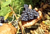 Abschneiden einer Burgunder-Traube, Weinlese in Hagnau