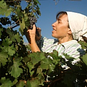 Weinlese in den Weinbergen bei Valle Central, Chile
