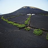 Wine growing on volcanic soil in Lanzarote, Canaries, Spain