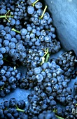 Freshly picked Pinot Noir grapes, Burgundy, France