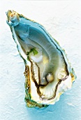Auster mit Perle in blauem Licht