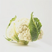 A Head of Cauliflower