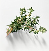 Thyme