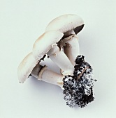 Three mushrooms with soil