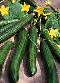 Fresh cucumbers, cucumber leaves and flowers