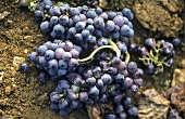 Pinot noir grapes, Burgundy, France
