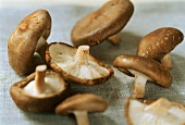 Several shiitake mushrooms