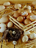 Still life with various types of eggs