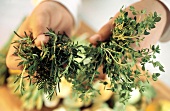 Hands holding fresh thyme and rosemary
