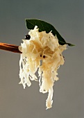 Sauerkraut with juniper berry and bay leaf on wooden fork