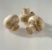 Three white button mushrooms