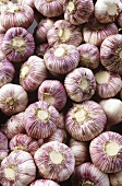 Violet garlic bulbs