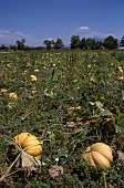 Yellow Japanese pumpkins in the field