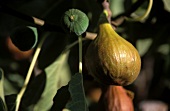 Figs on the tree (close-up)