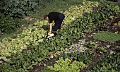 Lettuce being picked