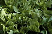 Lettuce plants (Romaine lettuce) in open air