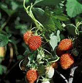 Erdbeeren an der Pflanze