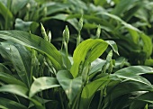 Ramsons (wild garlic) plant