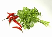 A bunch of coriander and chili peppers