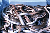 Eels for sale in a box