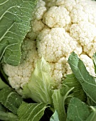 Cauliflower Close Up