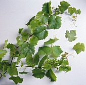Vine leaves with unripe grapes on white background