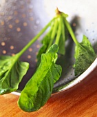 Freshly washed spinach leaves in a strainer