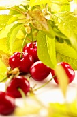 Freshly picked cherries with leaves