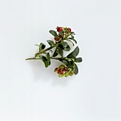 Twig with ripe and unripe cranberries