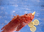 Red scorpion fish against blue background