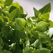 Fresh basil (close-up)