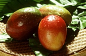 Three mangoes with drops of water