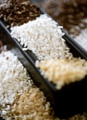 Assorted Kinds of Rice