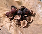 Dried quandongs (Australian fruit)