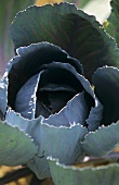 A Head of Red Cabbage