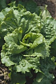 Batavia lettuce in the field