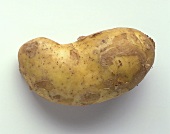 A potato (variety: Italian Sieglinde)