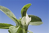 Flowering fenugreek (Trigonella foenum-graecum)