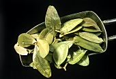 Dried box leaves (Buxus sempervirens)